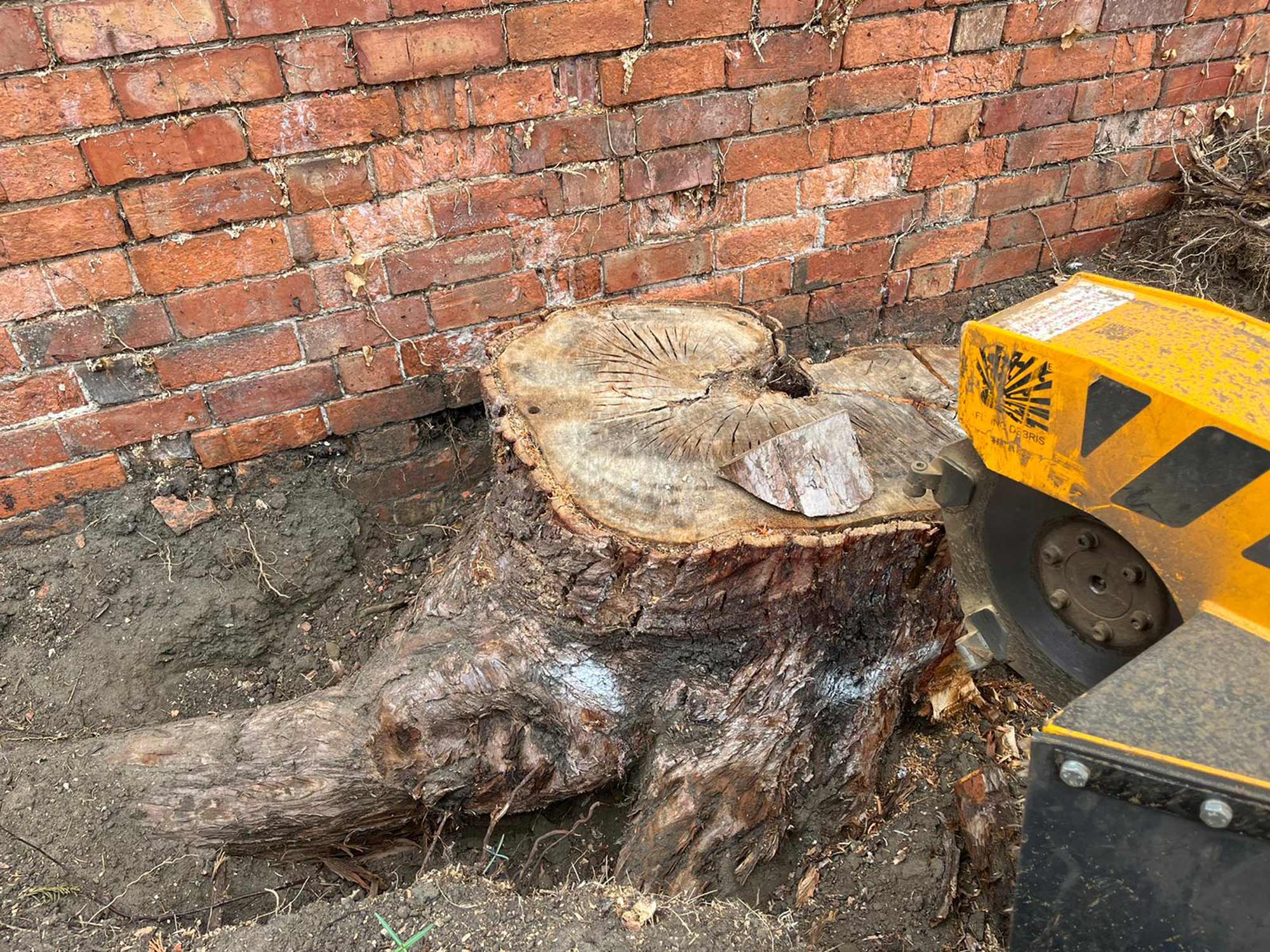 Tree Stump grinding